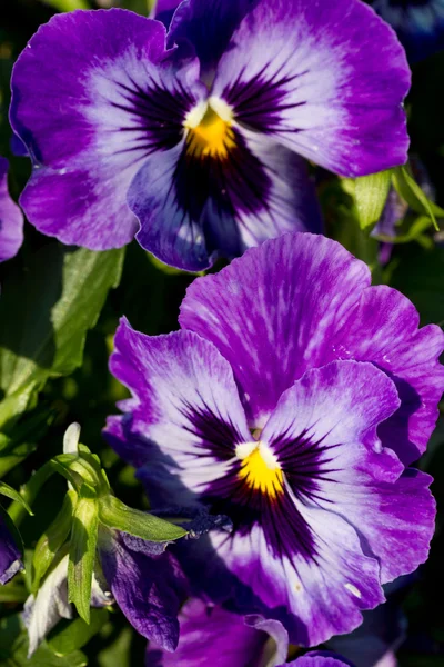 Pansy flowers Royalty Free Stock Images