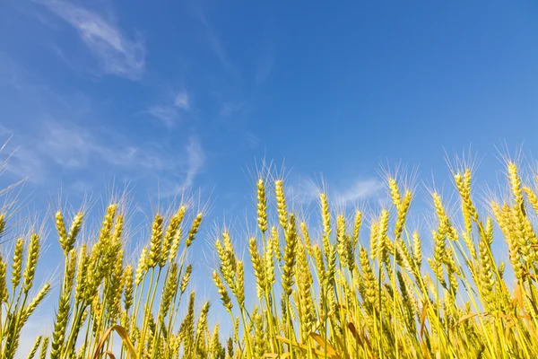 Campo di grano Foto Stock