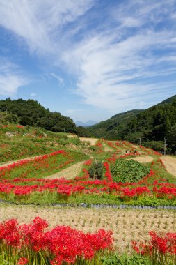 amaryllises ve çeltik
