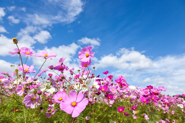 波斯菊花卉和天空 — 图库照片