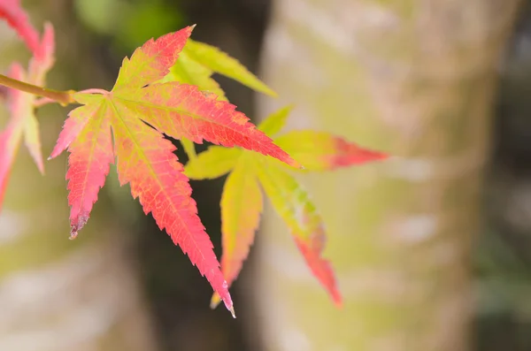 Feuilles d'érable — Photo