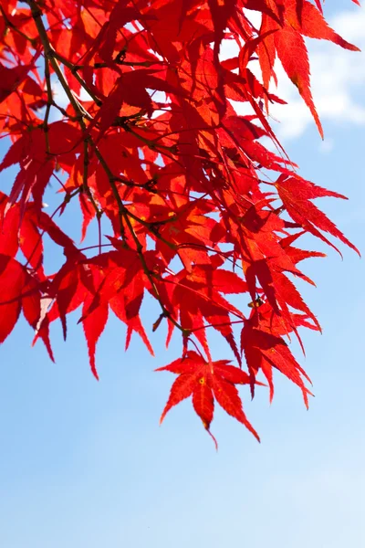 Maple leaves — Stock Photo, Image