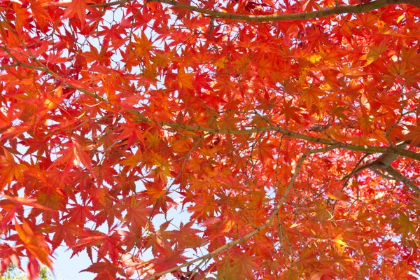 Maple leaves — Stock Photo, Image