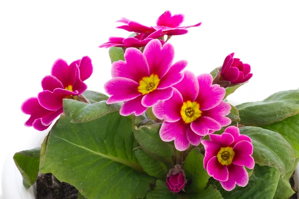 Flor de la Primula — Foto de Stock