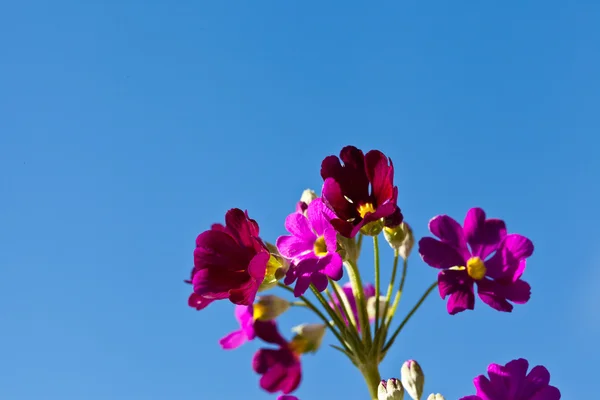 Flores de primula vermelhas e céu azul — Fotografia de Stock