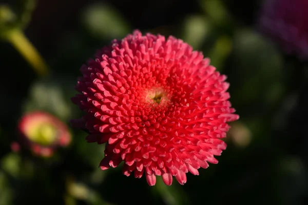 Fleur rouge — Photo