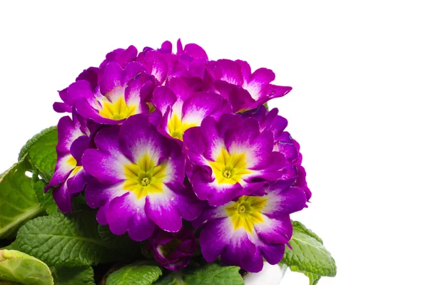 Цветок Примулы — стоковое фото