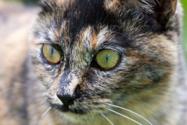 bir sokak kedisi yüzünü