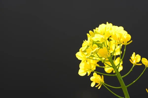 Våldtäkt blommor — Stockfoto