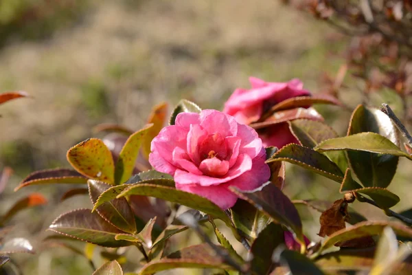 Sasanqua blomma油茶的花 — 图库照片