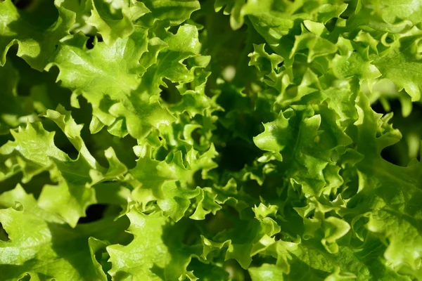 Leaf of lettuce — Stock Photo, Image