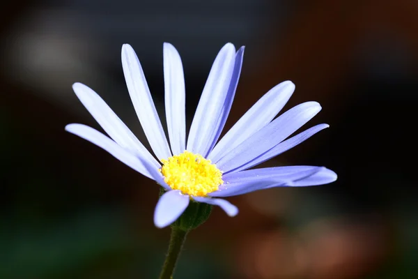 Flor margarida azul — Fotografia de Stock