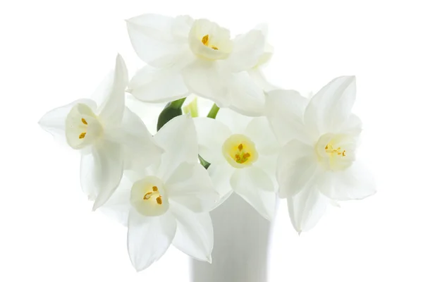 Цветы Нарцисса — стоковое фото