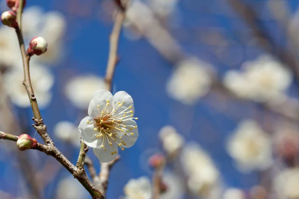 Vita plommonblommor — Stockfoto