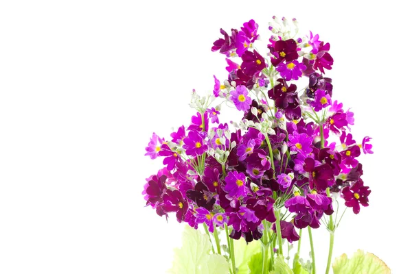 Primula rouge-violet — Photo