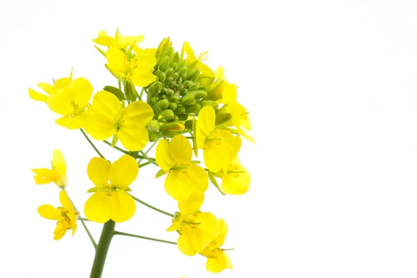 Flores de colza Fotos de stock libres de derechos