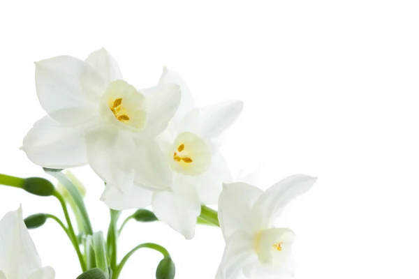 Цветы Нарцисса — стоковое фото