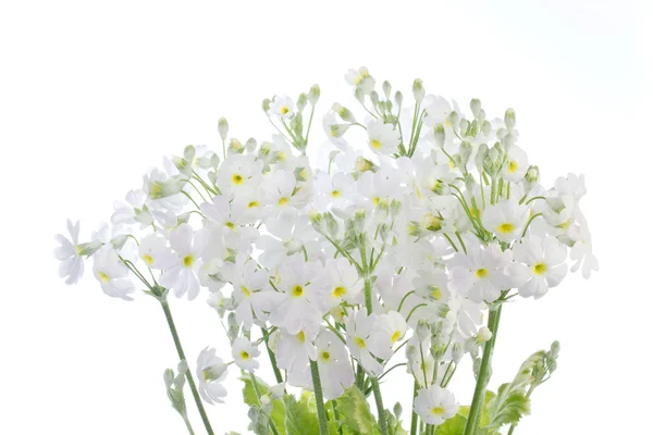 Primula blanca — Foto de Stock