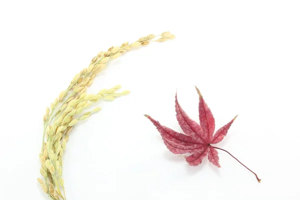 Arroz e bordo — Fotografia de Stock