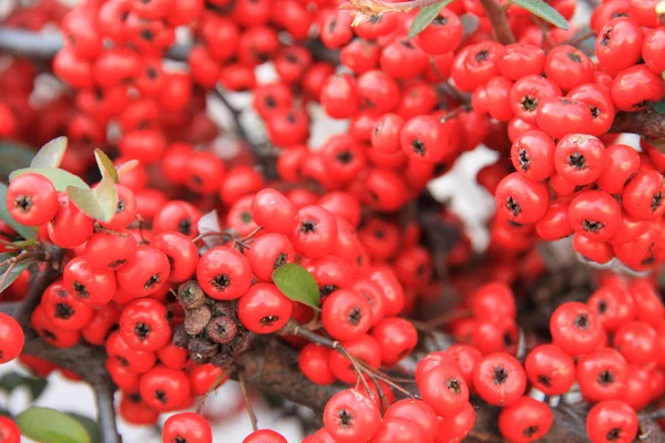Fruta vermelha pequena — Fotografia de Stock