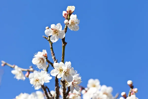 Bílé švestkové květy — Stock fotografie