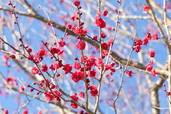 Fleurs de pruniers rouges — Photo