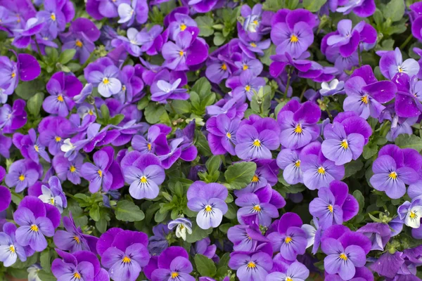 Purple viola — Stock Photo, Image