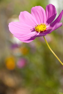 pembe cosmos çiçek
