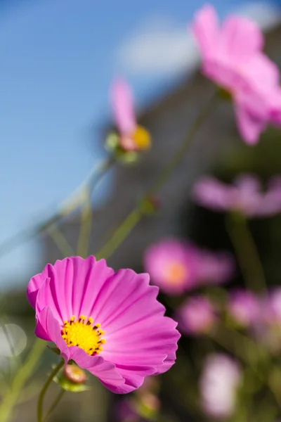 Roze kosmos bloemen — Stockfoto