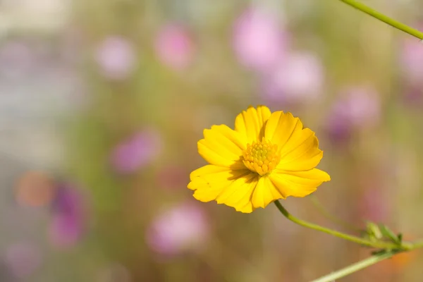 Amarelo Cosmos flor — Fotografia de Stock