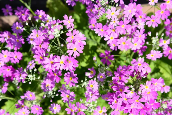 Flowers of Primula — Stock Photo, Image