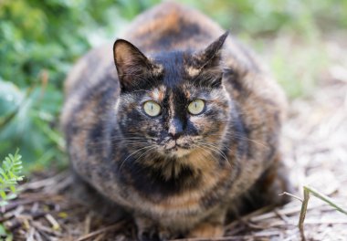 Baharda alanında olduğunu yolunu yitirmek kedi