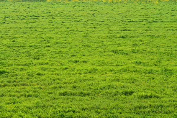 Prado do início da primavera — Fotografia de Stock