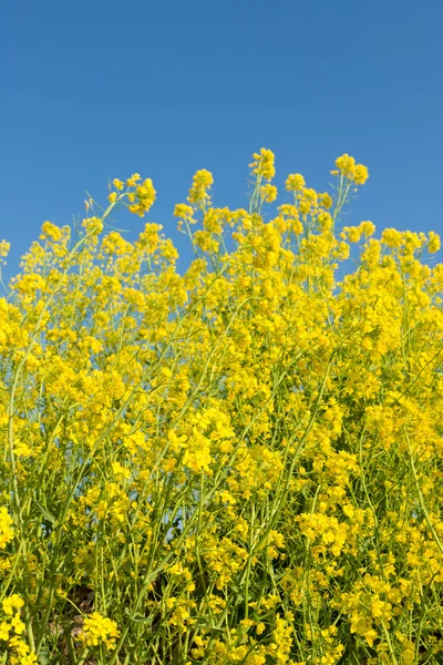 Flowers of rape — Stock Photo, Image