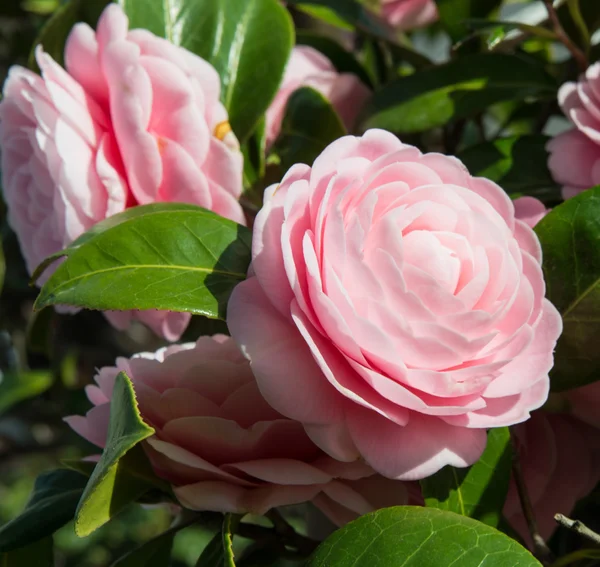 Dubbel-blommiga camellia — Stockfoto