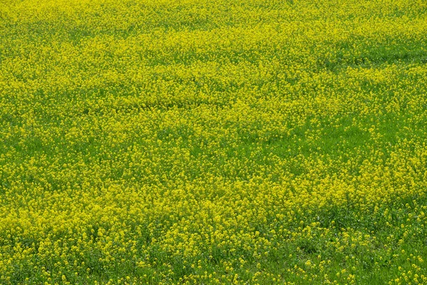 Flores de estupro — Fotografia de Stock