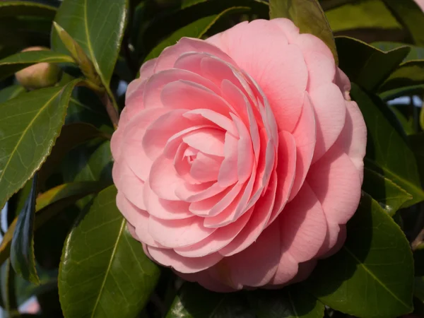 Camélia de flor dupla — Fotografia de Stock