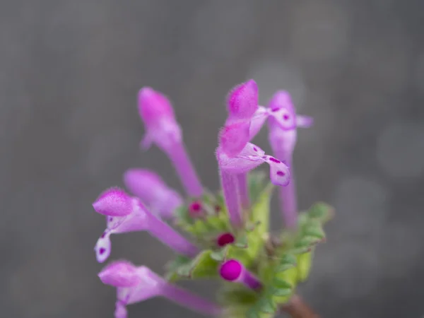 Flowers of henbit — Stock Photo, Image