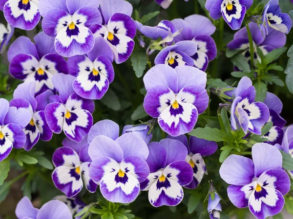 Purple viola — Stock Photo, Image