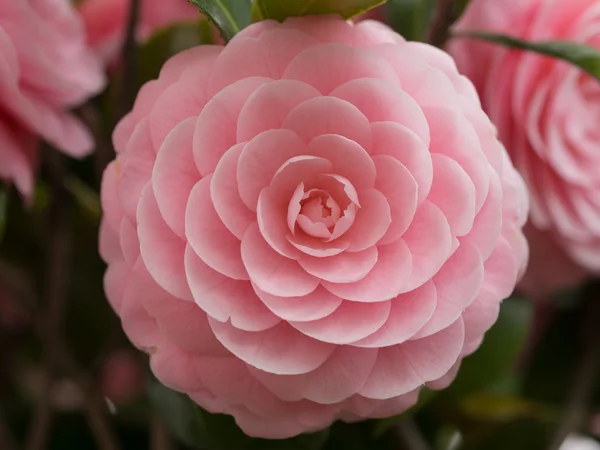 Çift çiçekli kamelya