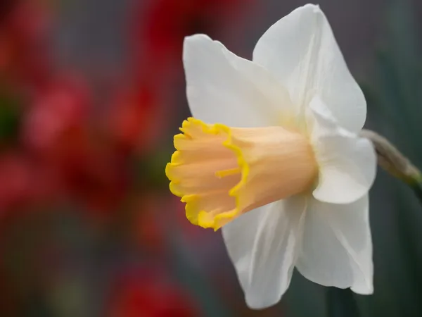 Flor de narciso — Foto de Stock