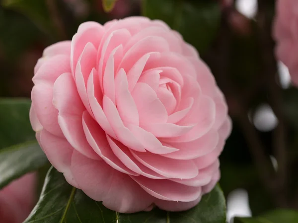 Camelia de doble flor Fotos de stock libres de derechos