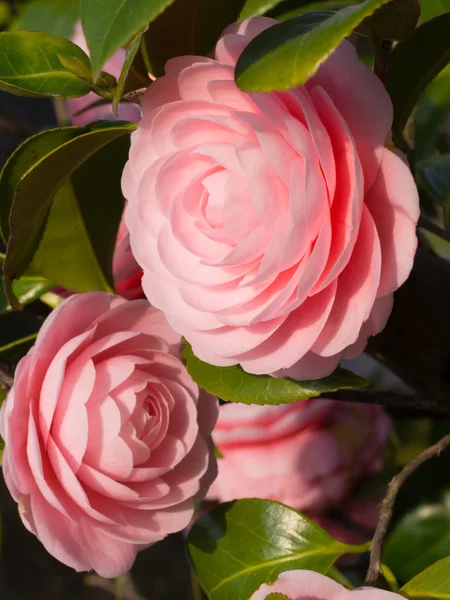 Çift çiçekli kamelya