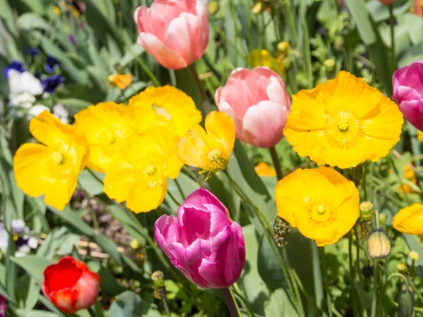 Tulip och vallmo blommor — Stockfoto