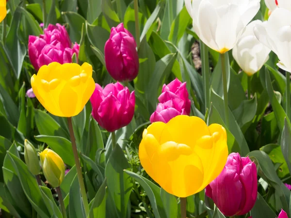 Tulpan blommor — Stockfoto