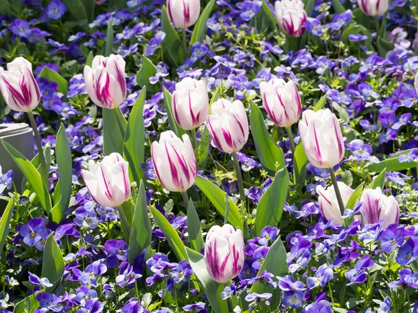 laleler ve Hercai Menekşe çiçeği