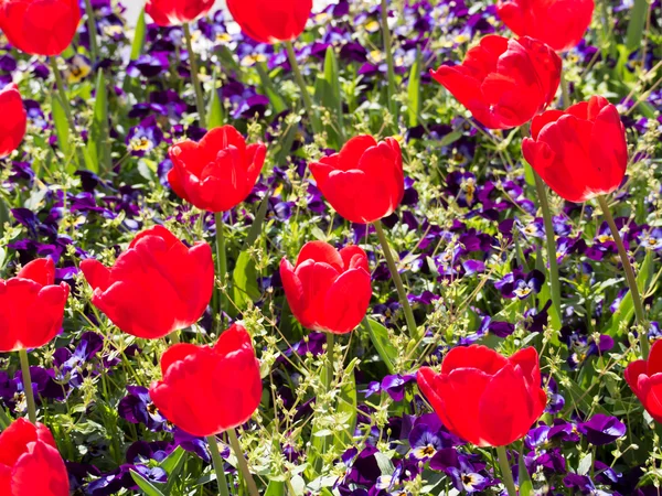 Tulip flowers and viola — Stock Photo, Image