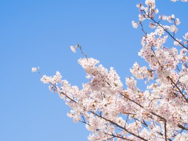 Kiraz çiçekleri ve mavi gökyüzü