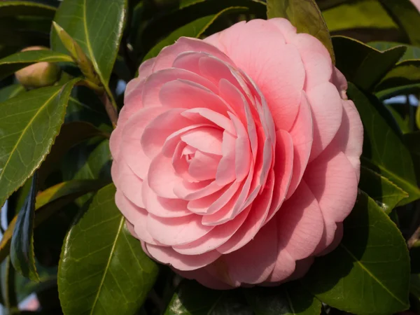 Dubbele-flowered camellia — Stockfoto