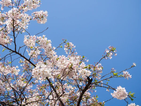 Flores de cereja e céu azul — Fotografia de Stock